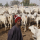 A Fulani boy stands near cows at a local milk collecting centre in northern Nigeria.